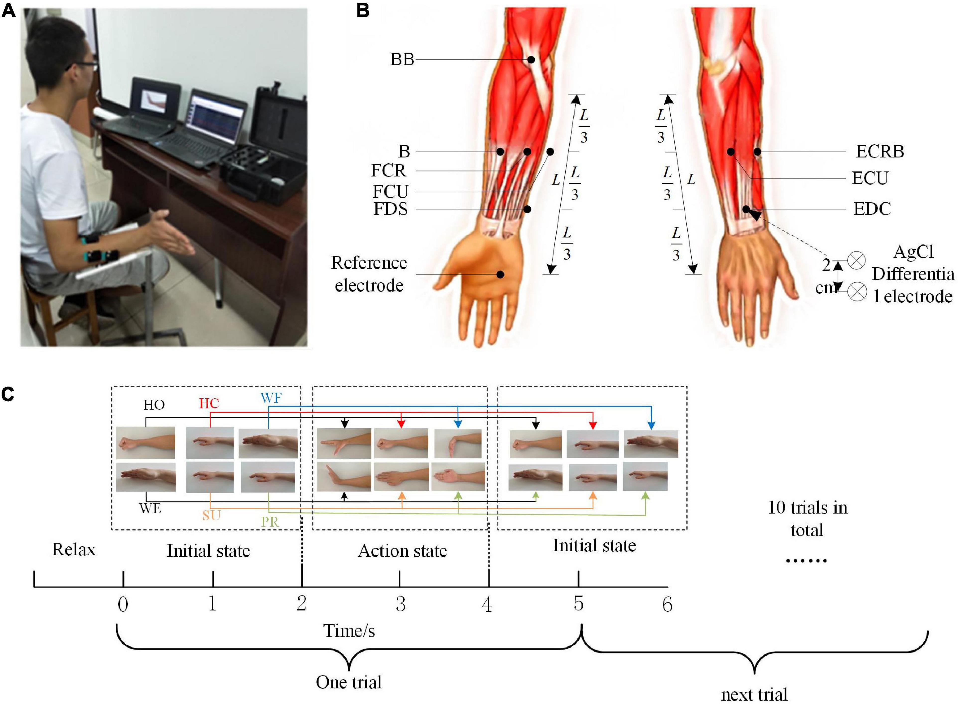 Muscle activation patterns and muscle synergies reflect different modes of coordination during upper extremity movement